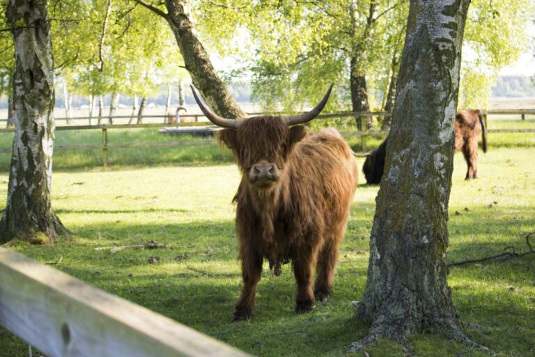 Falsterbo Camping Resort - Bild 15