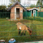 Familien Campingplatz Forellensee Tiergehege 150x150