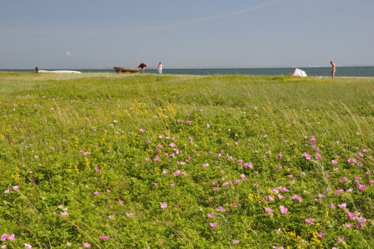 First Camp Ajstrup Strand - Aarhus - Bild 4
