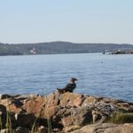 First Camp Fläsian - Sundsvall - Bild 4