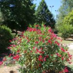 Flower Camping Du Lac De La Thésauque - Bild 9 Flower Camping Du Lac De La Thésauque - Bild 9