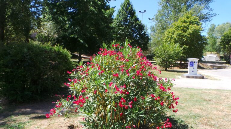 Flower Camping Du Lac De La Thésauque - Bild 9 Flower Camping Du Lac De La Thésauque - Bild 9