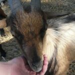 Flower Camping Lac Aux Oiseaux - Bild 10