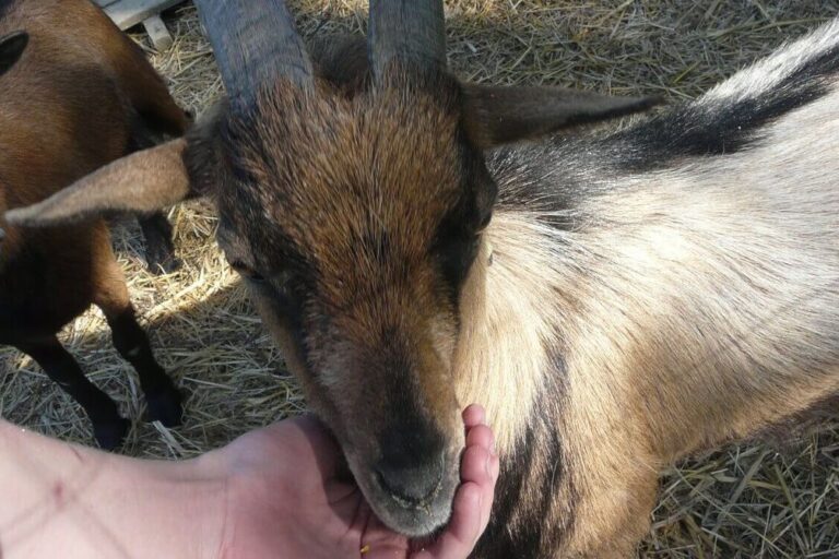 Flower Camping Lac Aux Oiseaux - Bild 10