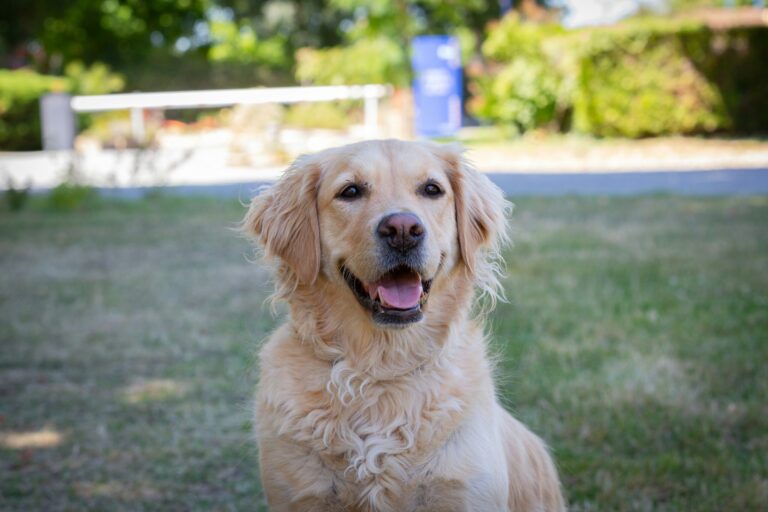 Flower Camping Les Granges - Bild 12