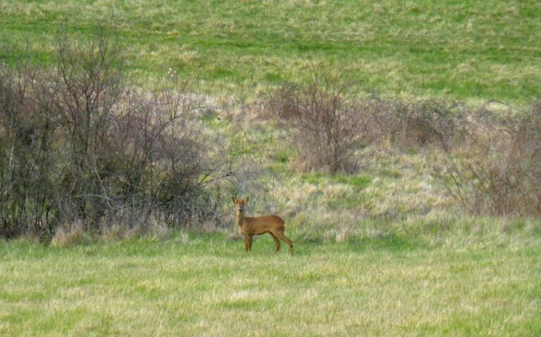 Flower Camping Les Terrasses De Dordogne - Bild 15