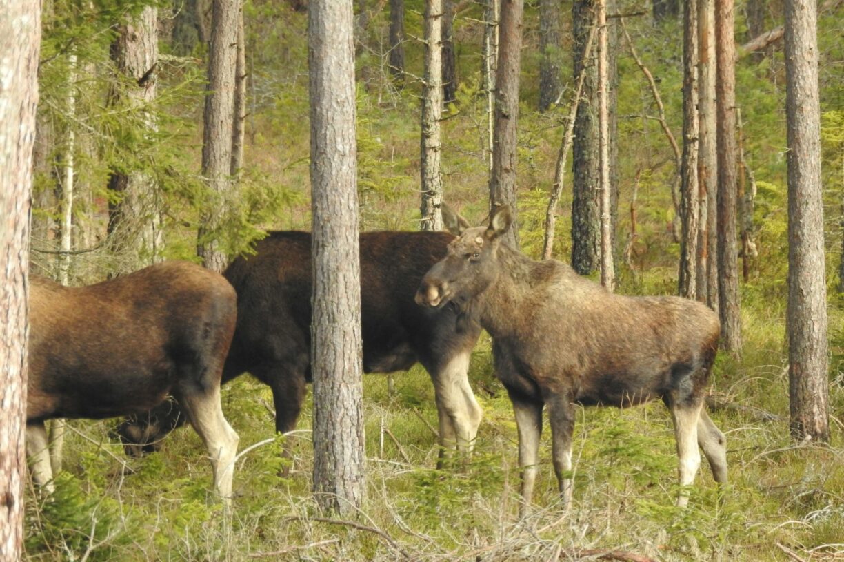 Getnö - Lake Åsnen Resort - Bild 15 Getnö - Lake Åsnen Resort - Bild 15