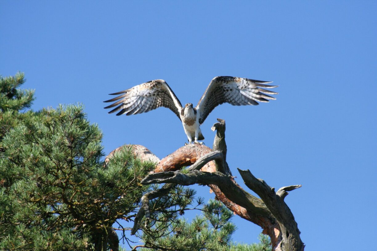 Getnö - Lake Åsnen Resort - Bild 16 Getnö - Lake Åsnen Resort - Bild 16