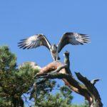 Getnö - Lake Åsnen Resort - Bild 16 Getnö - Lake Åsnen Resort - Bild 16