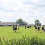 Glamping Camping Nix Hoeve - Bild 5