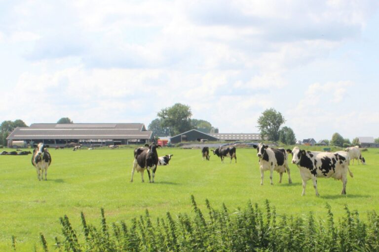 Glamping Camping Nix Hoeve - Bild 5