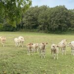 Glamping Place De La Famille - Bild 16