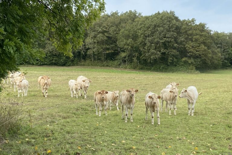 Glamping Place De La Famille - Bild 16