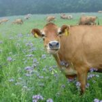 Gyvelborg Økocamping & Gårdbutik - Bild 6