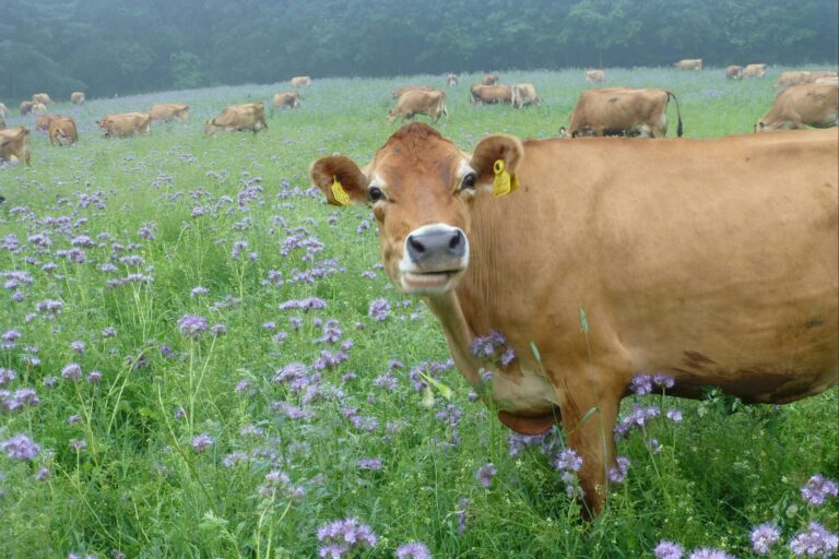 Gyvelborg Økocamping & Gårdbutik - Bild 6