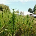 Haarstubencampingplatz Reingers - Bild 15