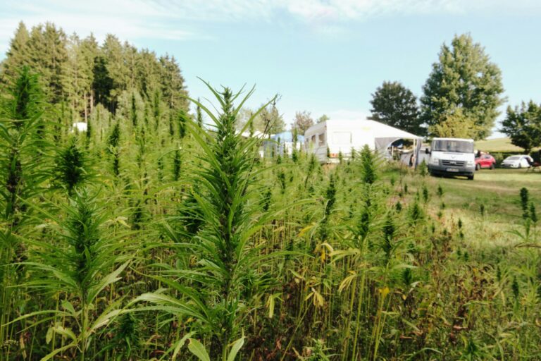 Haarstubencampingplatz Reingers - Bild 15