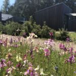 Hafencamp Senftenberger See - Bild 13