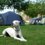 Hafencamp Senftenberger See - Bild 5