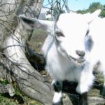 Hals Strand Camping - Bild 7