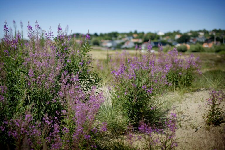 Haverdals Camping - Bild 18