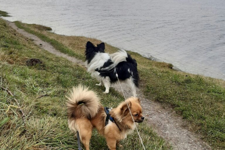 Hobro Camping Gattenborg - Bild 9