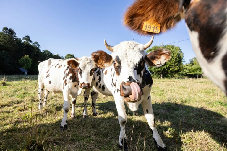 Huttopia Calvados - Normandie - Bild 15
