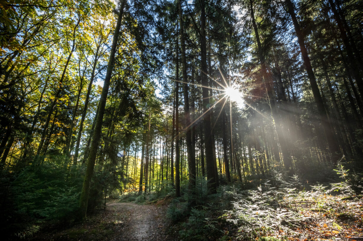 Huttopia Forêt Des Vosges - Bild 13 Huttopia Forêt Des Vosges - Bild 13