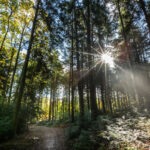 Huttopia Forêt Des Vosges - Bild 13 Huttopia Forêt Des Vosges - Bild 13