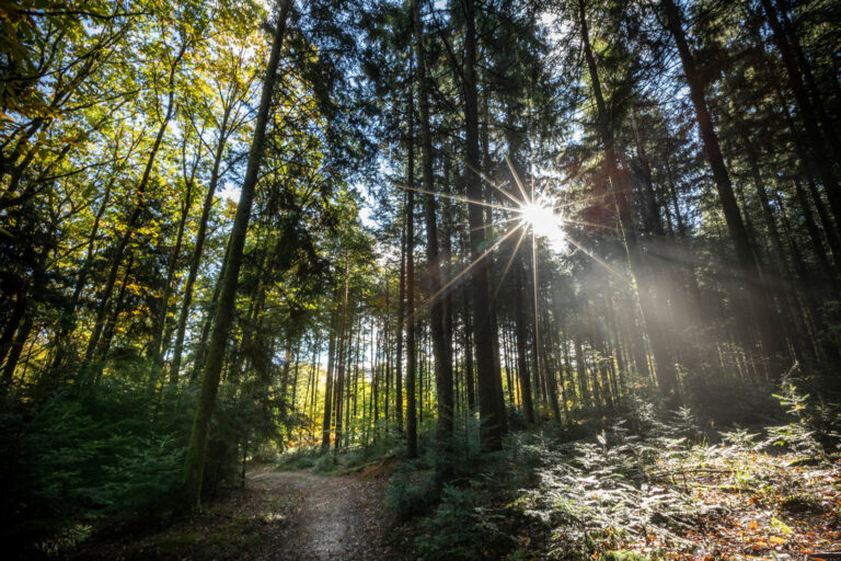 Huttopia Forêt Des Vosges - Bild 13 Huttopia Forêt Des Vosges - Bild 13