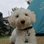 Hvalpsund Familie Camping - Bild 6