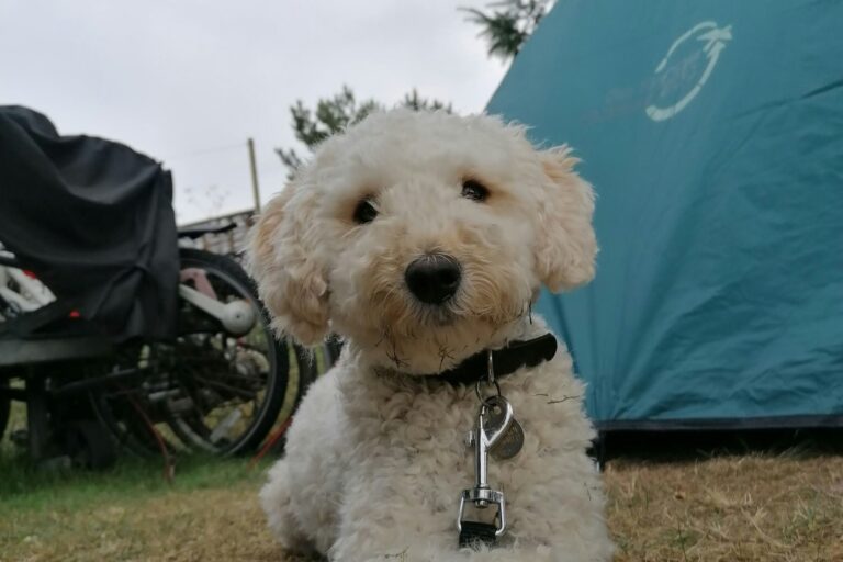 Hvalpsund Familie Camping - Bild 6