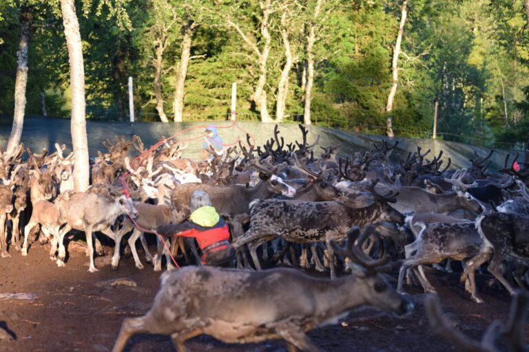 Kallsedets Camping & Stugor - Bild 10 Kallsedets Camping & Stugor - Bild 10