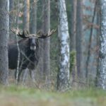 Karlstad Swecamp Bomstadbaden - Bild 13