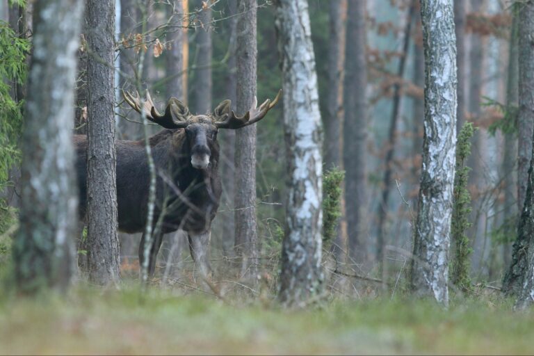 Karlstad Swecamp Bomstadbaden - Bild 13