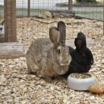 Knaus Campingpark Bleckede - Bild 8 Knaus Campingpark Bleckede - Bild 8