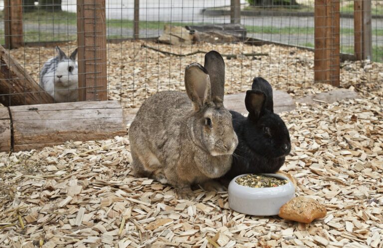 Knaus Campingpark Bleckede - Bild 8 Knaus Campingpark Bleckede - Bild 8