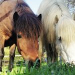 Knaus Campingpark Wingst - Bild 11