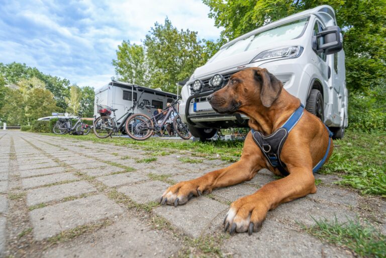 Komfortcamping Senftenberger See - Bild 10