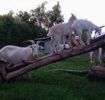 Lægårdens Camping - Bild 9