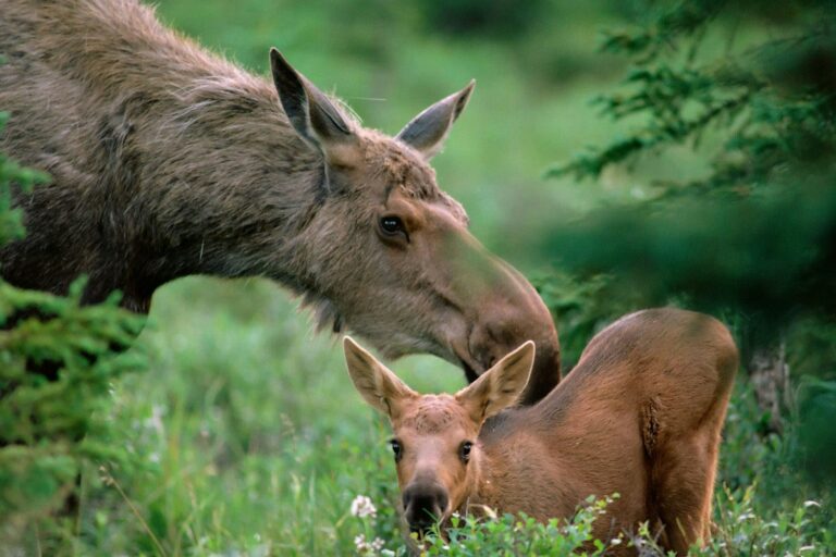 Långasjönäs Camping & Holiday Village - Bild 9