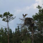 Långsjön Stugor & Camping - Bild 8