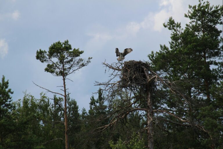 Långsjön Stugor & Camping - Bild 8