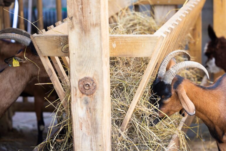 Le Camp De Florence - Bild 17