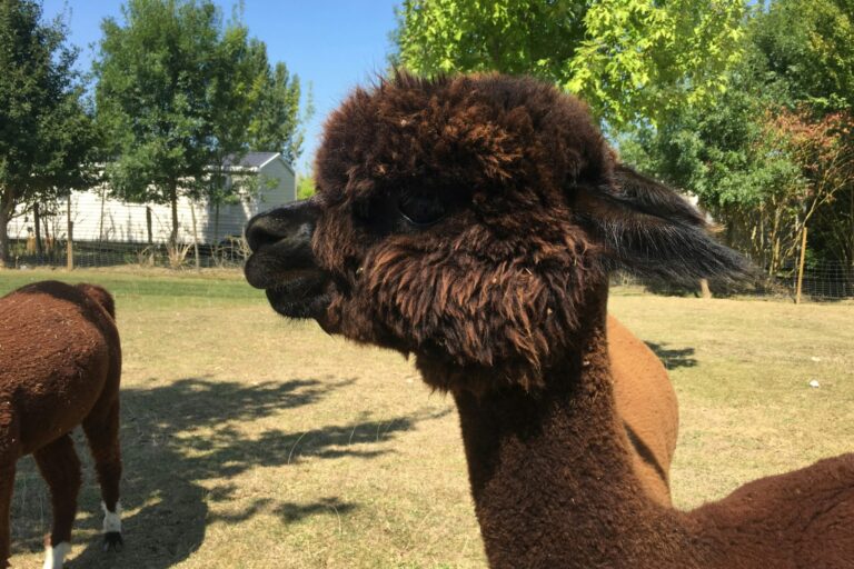 Le Camp De Florence - Bild 4