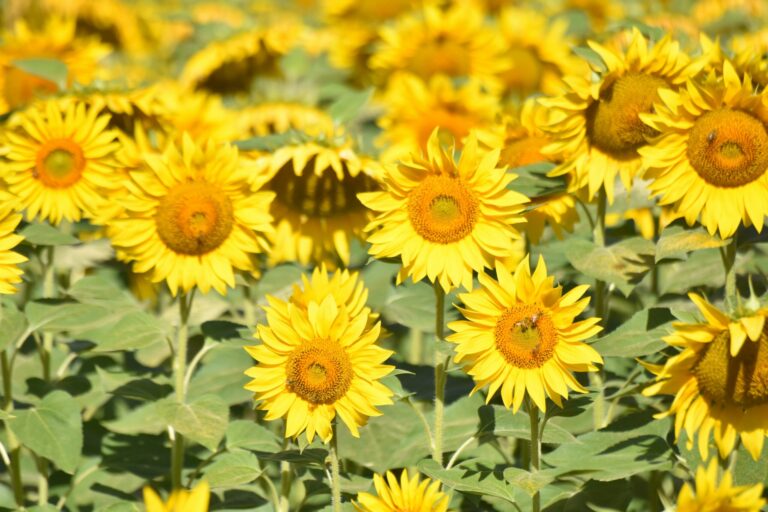 Le Camp De Florence - Bild 5