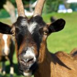 Le Hameau Des Genêts - Bild 8 Le Hameau Des Genêts - Bild 8