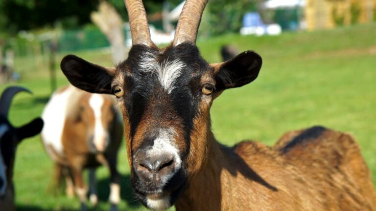 Le Hameau Des Genêts - Bild 8 Le Hameau Des Genêts - Bild 8