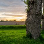 Lentemaheerd - Bild 6