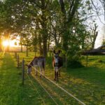 Lentemaheerd - Bild 7